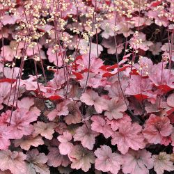 Heuchera `Root Beer´