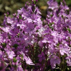 Veronica prostrata `Mrs Holt´