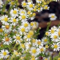 Aster ericoides `Weißer Zwerg´