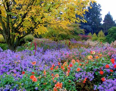 Die Leuchtkraft dieser Kombination aus blauvioletten Astern, orangeroten Dahlien und gelbem Herbstlaub ist selbst bei bedecktem Himmel ungebrochen.