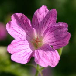 Geranium oxonianum x `Claridge Druce´