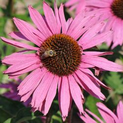 Echinacea purpurea `Augustkönigin´