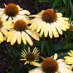 Echinacea `Cleopatra´
