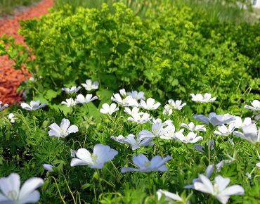 Edler Beetabschluss: Niedrige Polster mit strahlend weißen Blüten – Storchschnabel kann auch elegant!