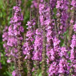 Lythrum salicaria 'Morden Pink'