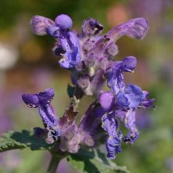 Nepeta racemosa `Superba´