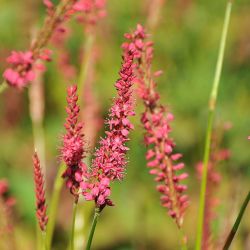 Bistorta amplexicaulis `Speciosa´
