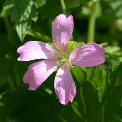 Geranium endressii `Weinheim´