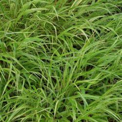 Helenium `Baudirektor Linne´