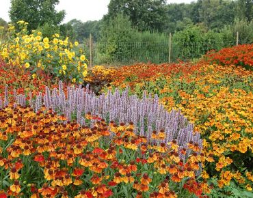 Wie flüssiges Gold ergießen sich Abertausende Sonnenbrautblüten über die Rabatte. Dazwischen bieten violettblaue Duftnesseln (Agastache) und die zitronengelben Blüten der Weidenblättrigen Sonnenblume (Helianthus salicifolius var. orgyalis) dem Auge Halt.