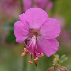 Geranium x cantabrigiense `Berggarten´