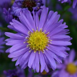 Aster novi-belgii `Dauerblau´