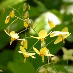 Epimedium perralchicum  x `Frohnleiten‘