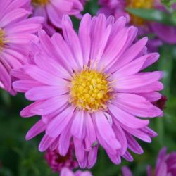 Aster dumosus `Kassel´