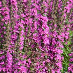 Lythrum salicaria 'Feuerkerze' 
