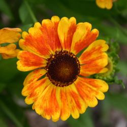 Helenium `Sahin´s Early Flowerer´