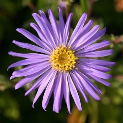 Aster amellus `Sternkugel´