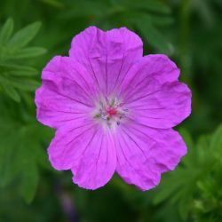 Geranium sanguineum `Tiny Monster´