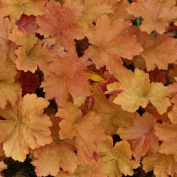 Heuchera `Caramel´
