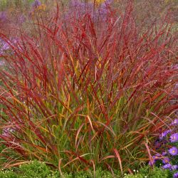 Panicum virgatum `Rotstrahlbusch´