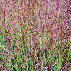 Panicum virgatum `Shenandoah´