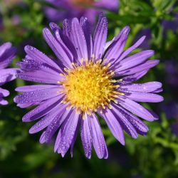 Aster novi-belgii `Schöne von Dietlikon´