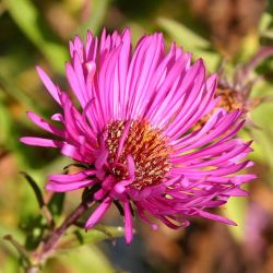 Aster novae-angliae `Andenken an Paul Gerber´