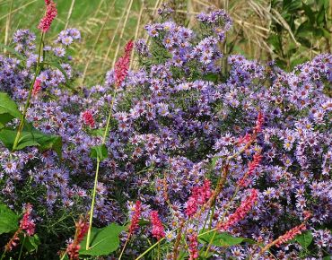 Die aufstrebenden Blütenstände von Gräsern und Kerzen-Wiesenknöterich (Bistorta) schieben sich durch die hellvioletten Blütenwolken.