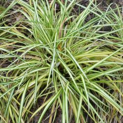 Carex oshimensis `Evergold´