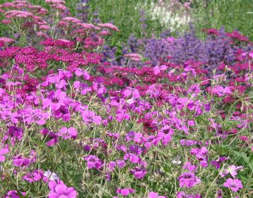 Think Pink! Ob leuchtendes Magenta wie hier zu Schafgarbe (Achillea) und Katzenminze (Nepeta) oder zartes Rosa, im riesigen Storchschnabel-Sortiment findet sich immer der passende Farbton.