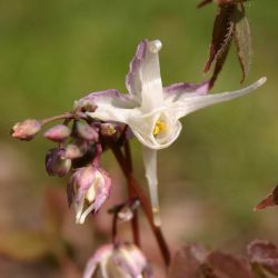 Epimedium grandiflorum `Akebono‘