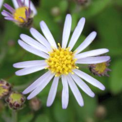 Aster ageratoides `Nanus´