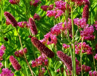 Keine Wiesen„knöpfe“, sondern bordeauxrote Blütenwalzen mischen sich unter die rosaroten Blütenstände der Spornblume (Centranthus).