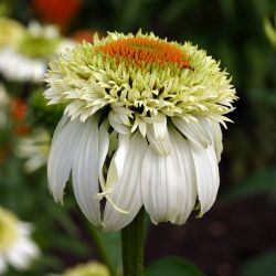 Echinacea purpurea `Milkshake´