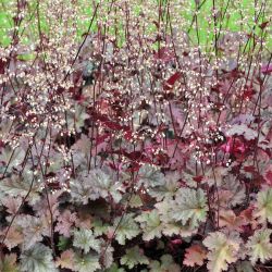 Heuchera `Stormy Seas´