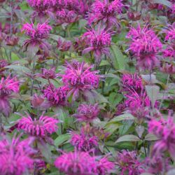 Monarda ´On Parade`