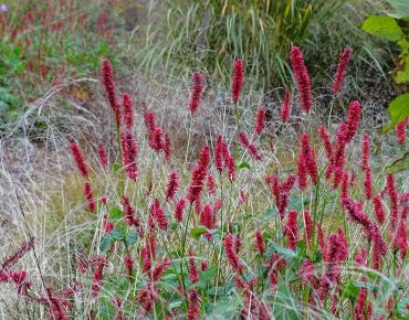 Das muss Liebe sein: Federgräser (Stipa) und Kerzen-Wiesenknöterich sind ein echtes Traumpaar.