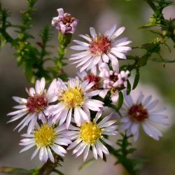 Aster ericoides `Lovely´