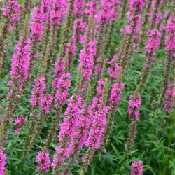 Lythrum salicaria 'Zigeunerblut'