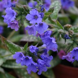  Pulmonaria `Trevi Fountain´