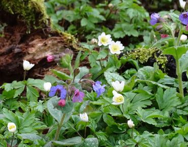Stillleben mit Wurzel: Lungenkraut und Busch-Windröschen (Anemone nemorosa) sind ein allerliebstes Paar für naturnah gestaltete Gehölzränder.