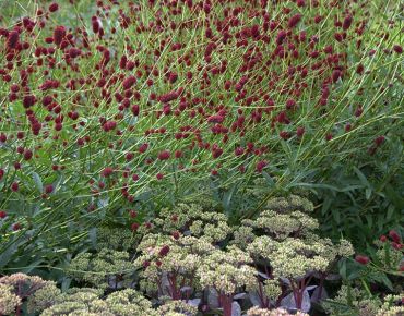 Statik trifft Dynamik: Staunend beobachtet die bedächtige Fetthenne (Sedum) den im Wind tänzelnden Schwarm aus Aberhundert Wiesenknopfblüten.