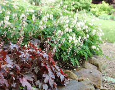 Perfekt ergänzt: Links die plakativen Blätter und zarten Blüten des Purpurglöckchens, rechts die plakativen Blüten und filigranen Blätter von Dicentra formosa 'Aurora'.