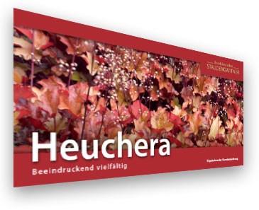 Heuchera