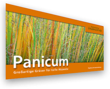 Panicum